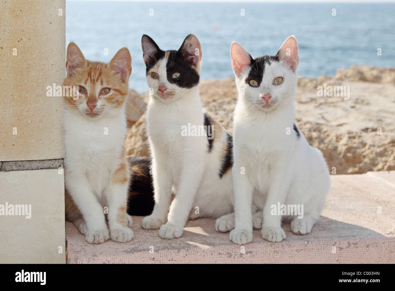 Chat domestique Trois chats juvéniles assis sur un mur. Chypre Banque D'Images