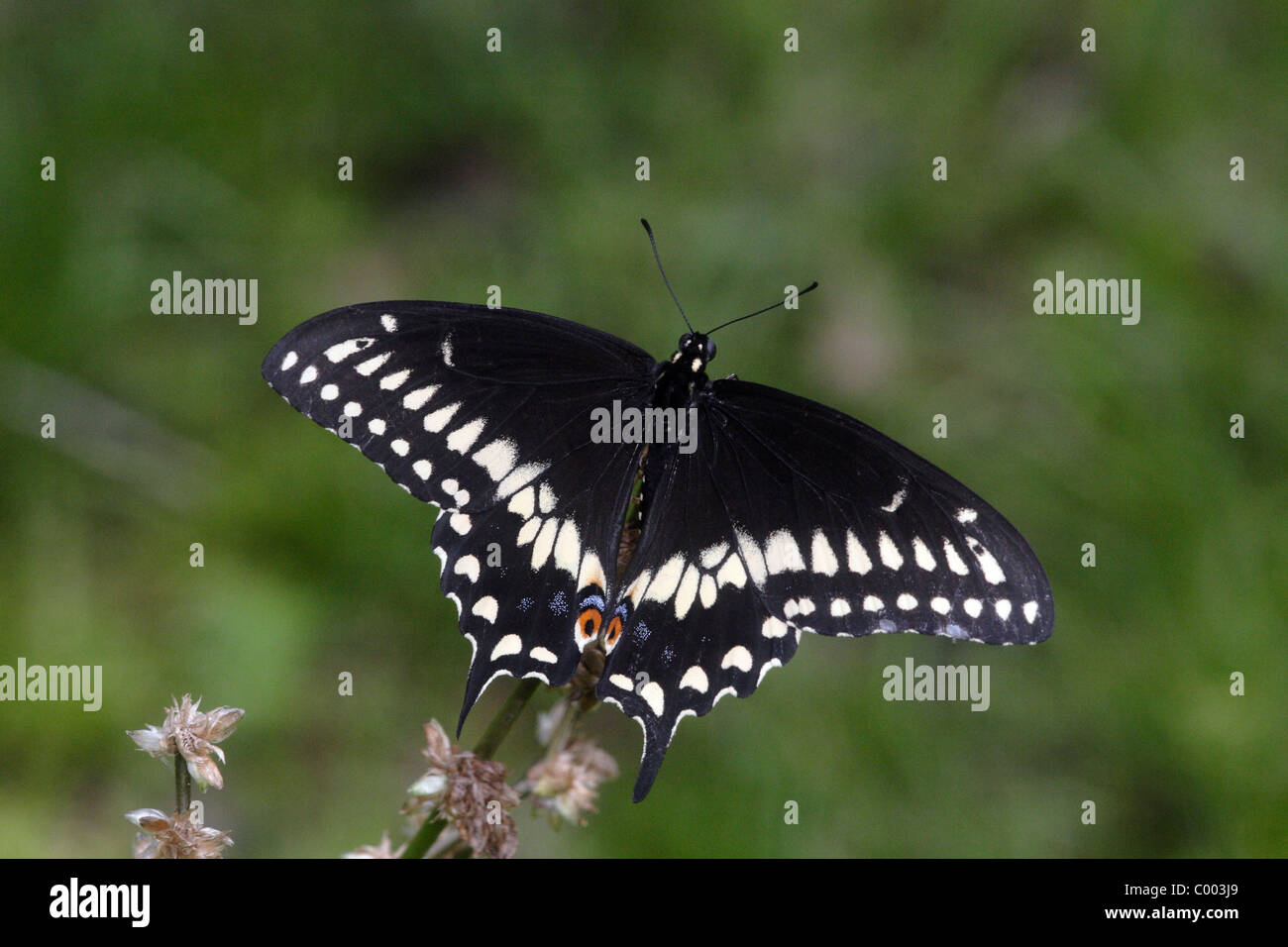 Papilio polyxenes papillon noir Banque D'Images Papilio polyxenes papillon noir Banque D'Images