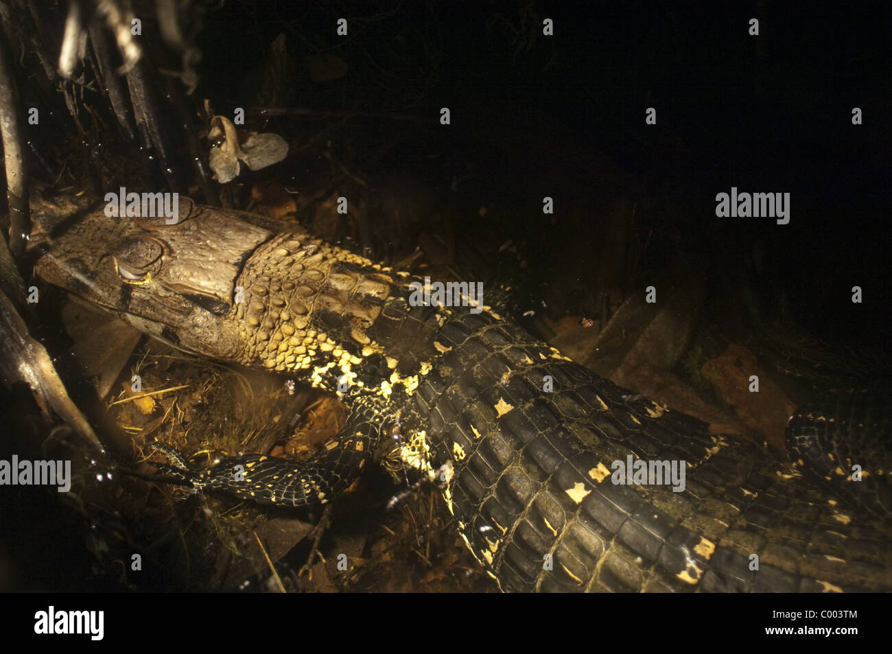 Rare caïman noir le sous-marin du bassin amazonien. Banque D'Images