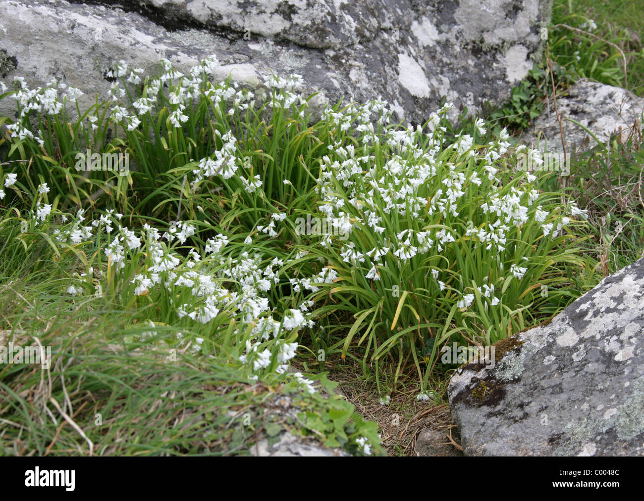 Three-cornered poireau, l'oignon, l'oignon en angle ou de mauvaises herbes Three-cornered Ail, Allium triquetrum, Alliaceae. Cornwall, Angleterre, Royaume-Uni. Banque D'Images