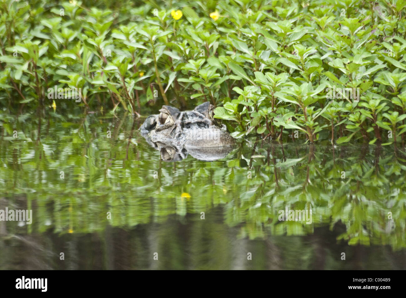 Caïman Noir, Amazonie, Pérou frontière. Banque D'Images