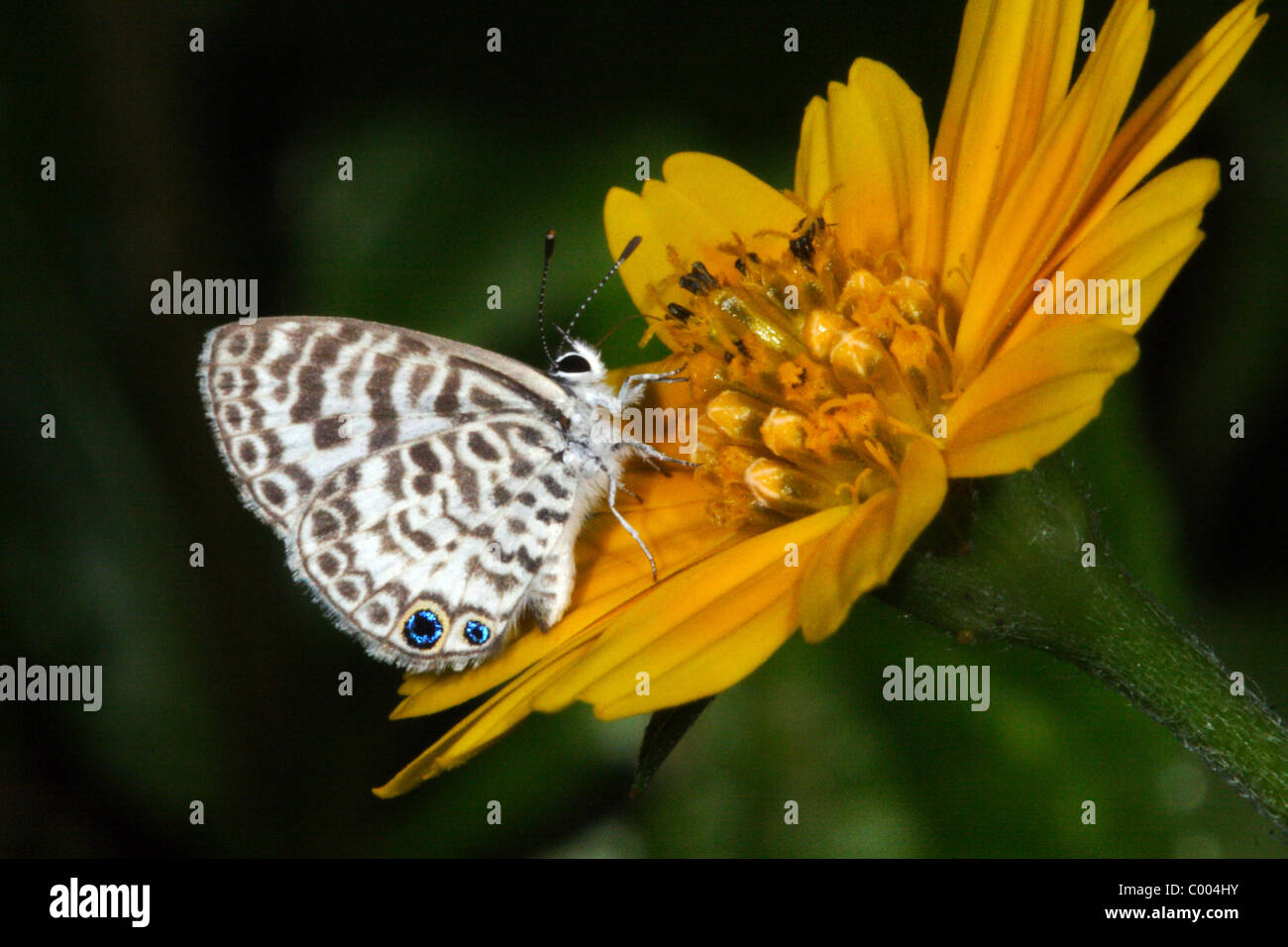 Papillon Bleu Leptotes Cassius cassius Banque D'Images Papillon Bleu Leptotes Cassius cassius Banque D'Images