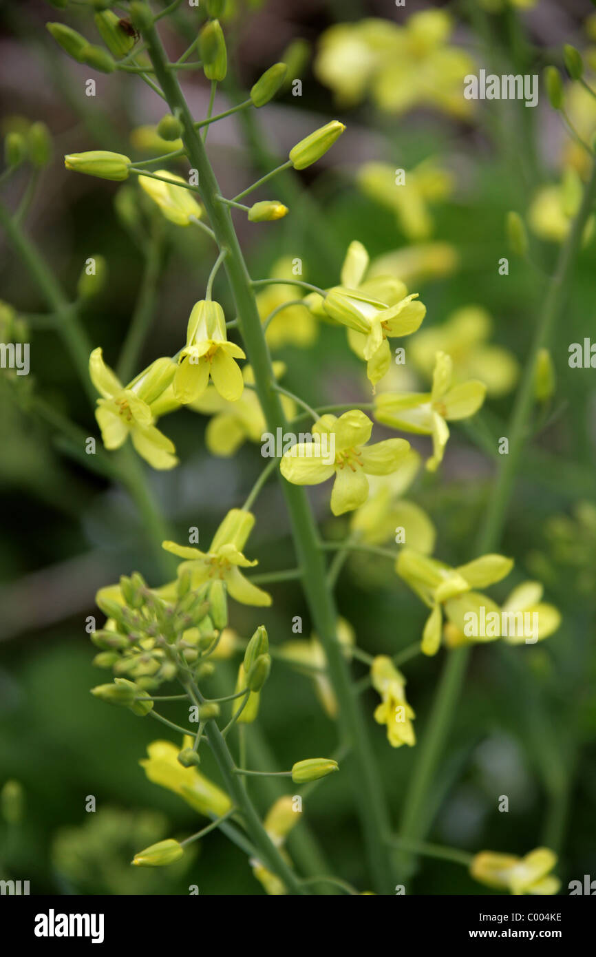 Chou sauvage, Brassica oleracea, Brassicaceae. Au bas d'une falaise, Cornwall, England, UK. La fleur sauvage. Banque D'Images