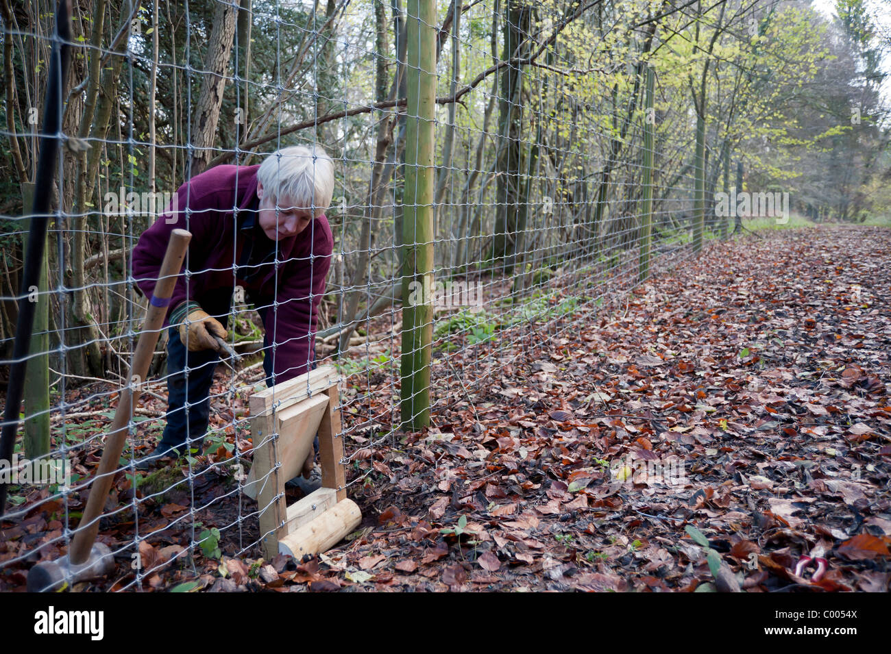 L'installation d'un porte blaireau dans un deer fence Banque D'Images