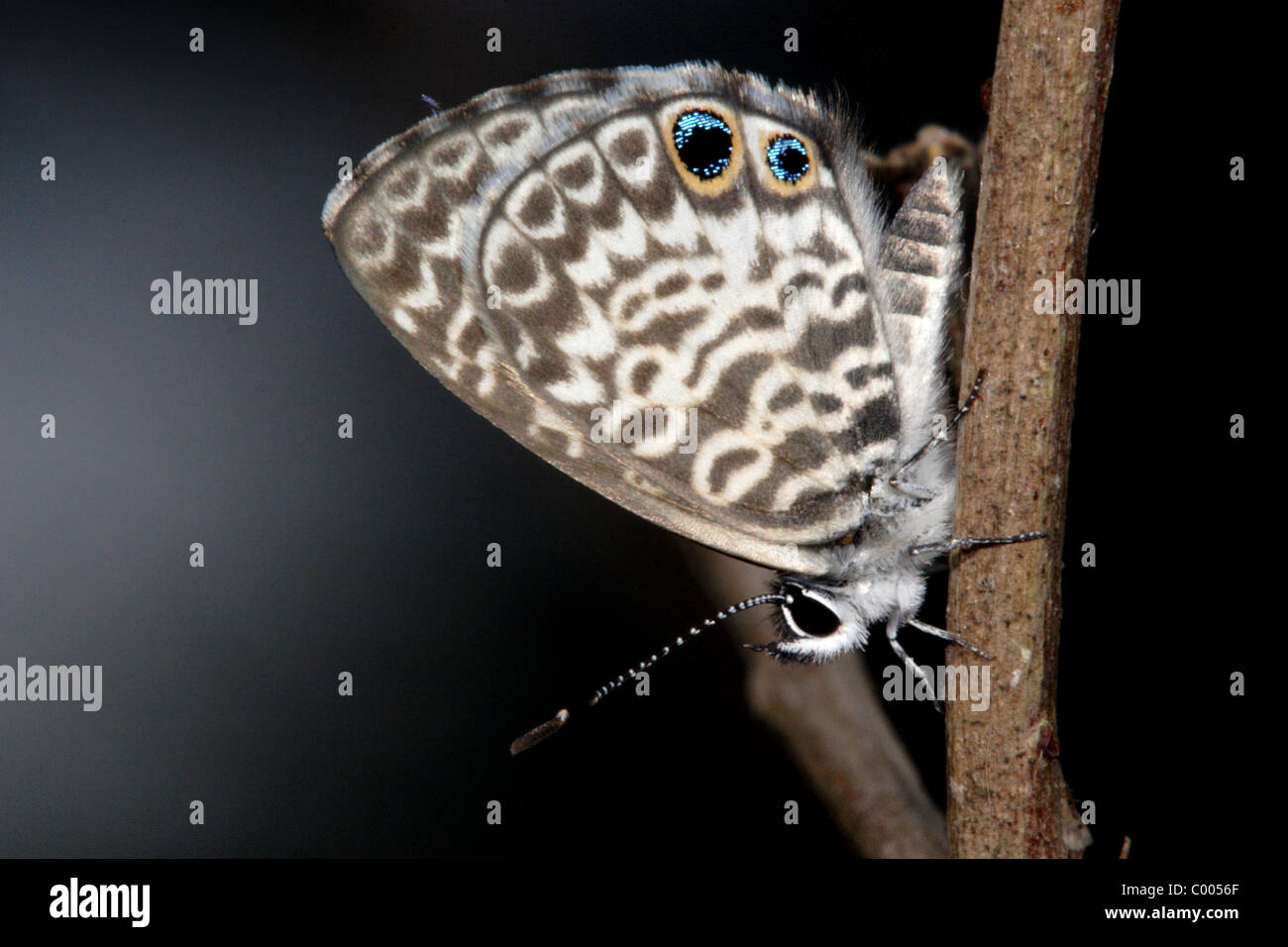 Papillon Bleu Leptotes Cassius cassius Banque D'Images Papillon Bleu Leptotes Cassius cassius Banque D'Images