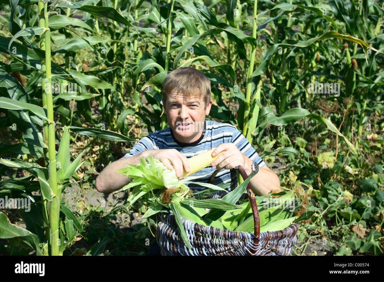 Les jeunes agriculteurs se recueille en maïs panier. Banque D'Images