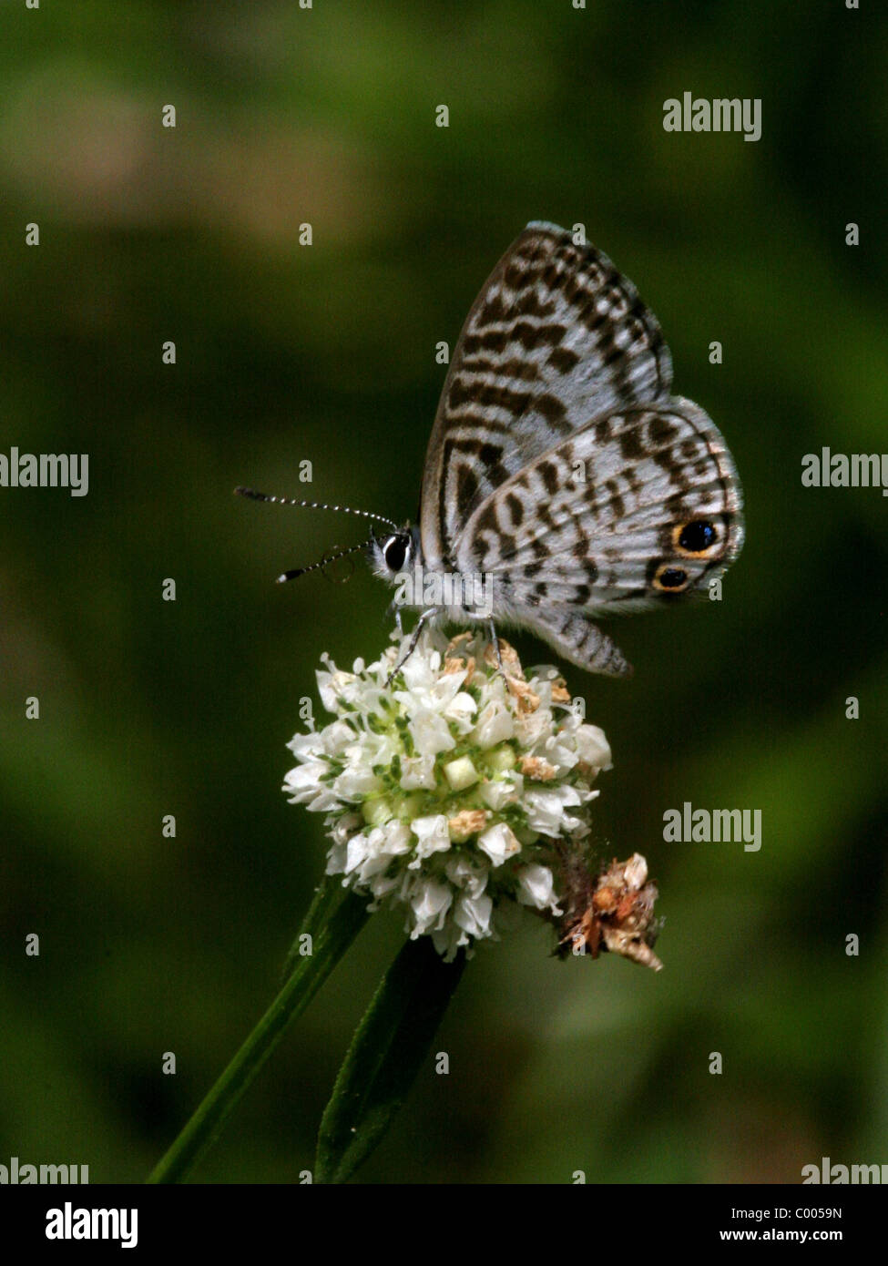Papillon Bleu Leptotes Cassius cassius Banque D'Images Papillon Bleu Leptotes Cassius cassius Banque D'Images