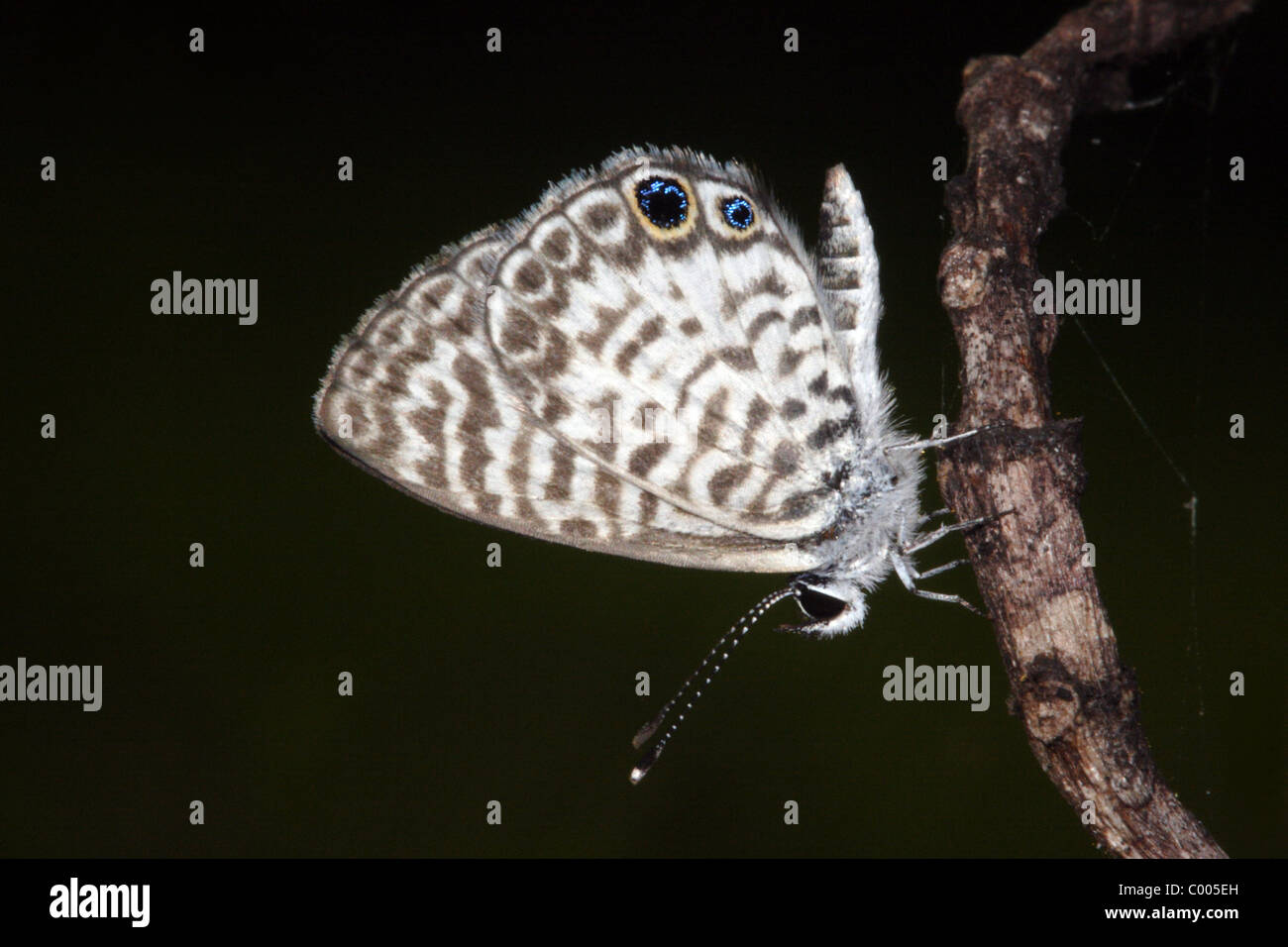 Papillon Bleu Leptotes Cassius cassius Banque D'Images Papillon Bleu Leptotes Cassius cassius Banque D'Images