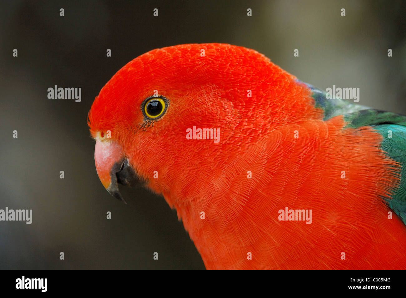 Australian King parrot mâle (Alisterus scapularis) dans Lamington National Park, Australie Banque D'Images