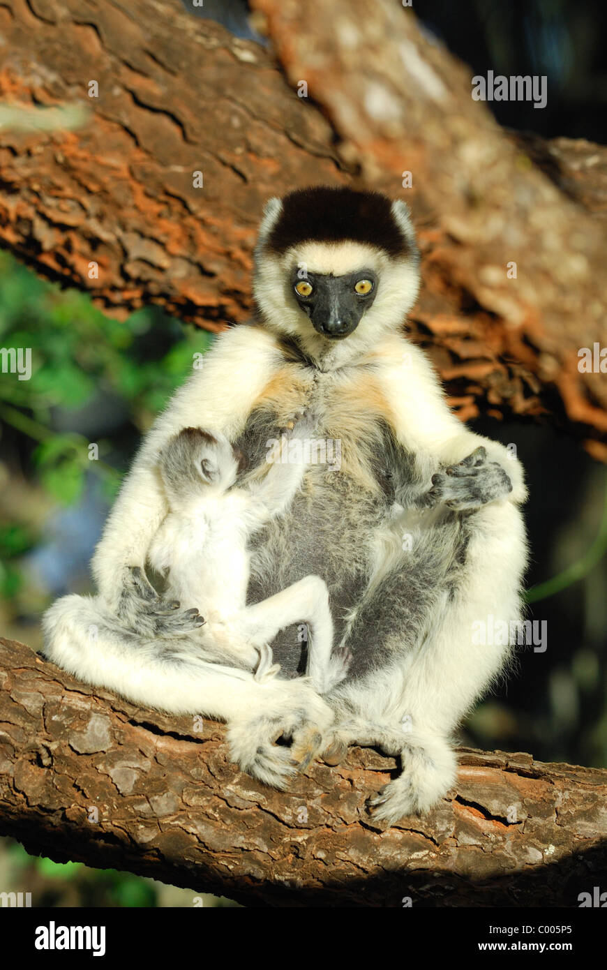 Le Propithèque de verreaux mère fatiguée (Propithecus verreauxi) avec son bébé, Madagascar Banque D'Images