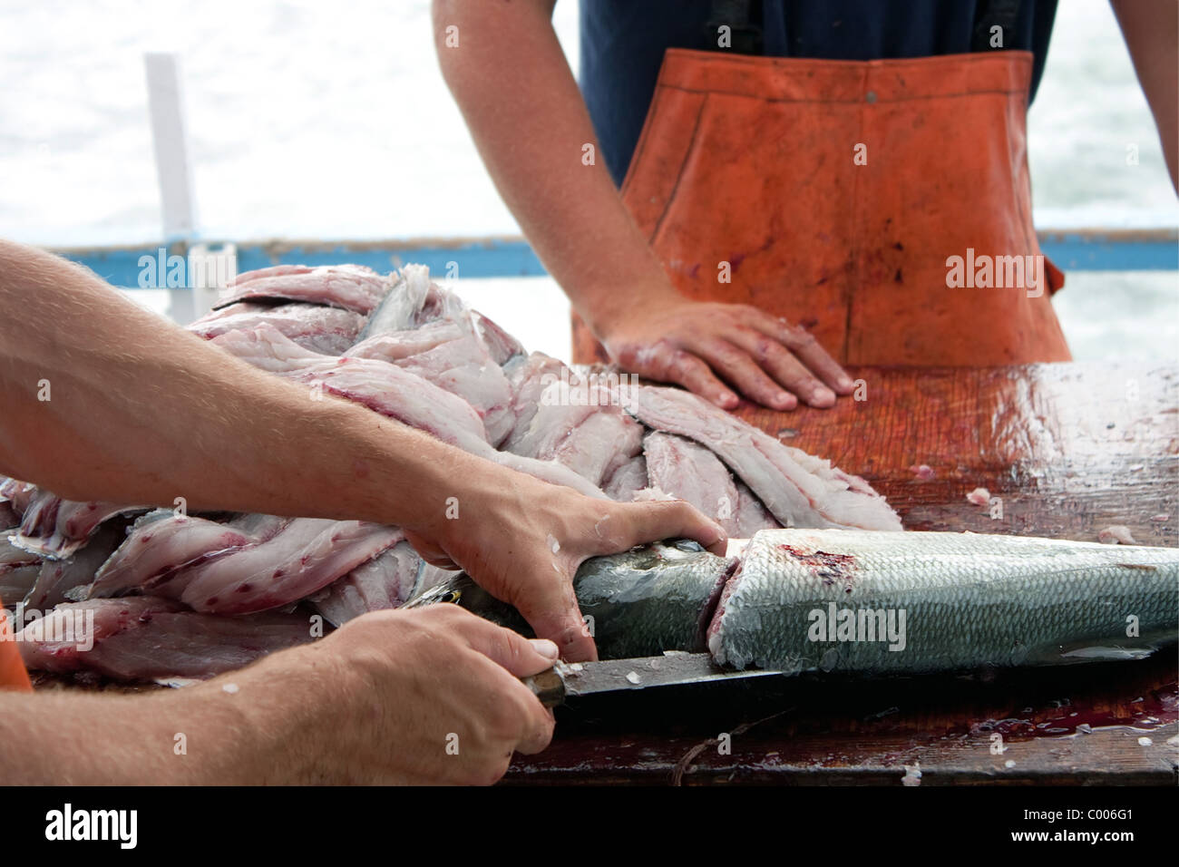 Nettoyage des pêcheurs et les filets d'un poisson bleu de mer frais pris à bord d'un bateau de pêche en haute mer. Banque D'Images