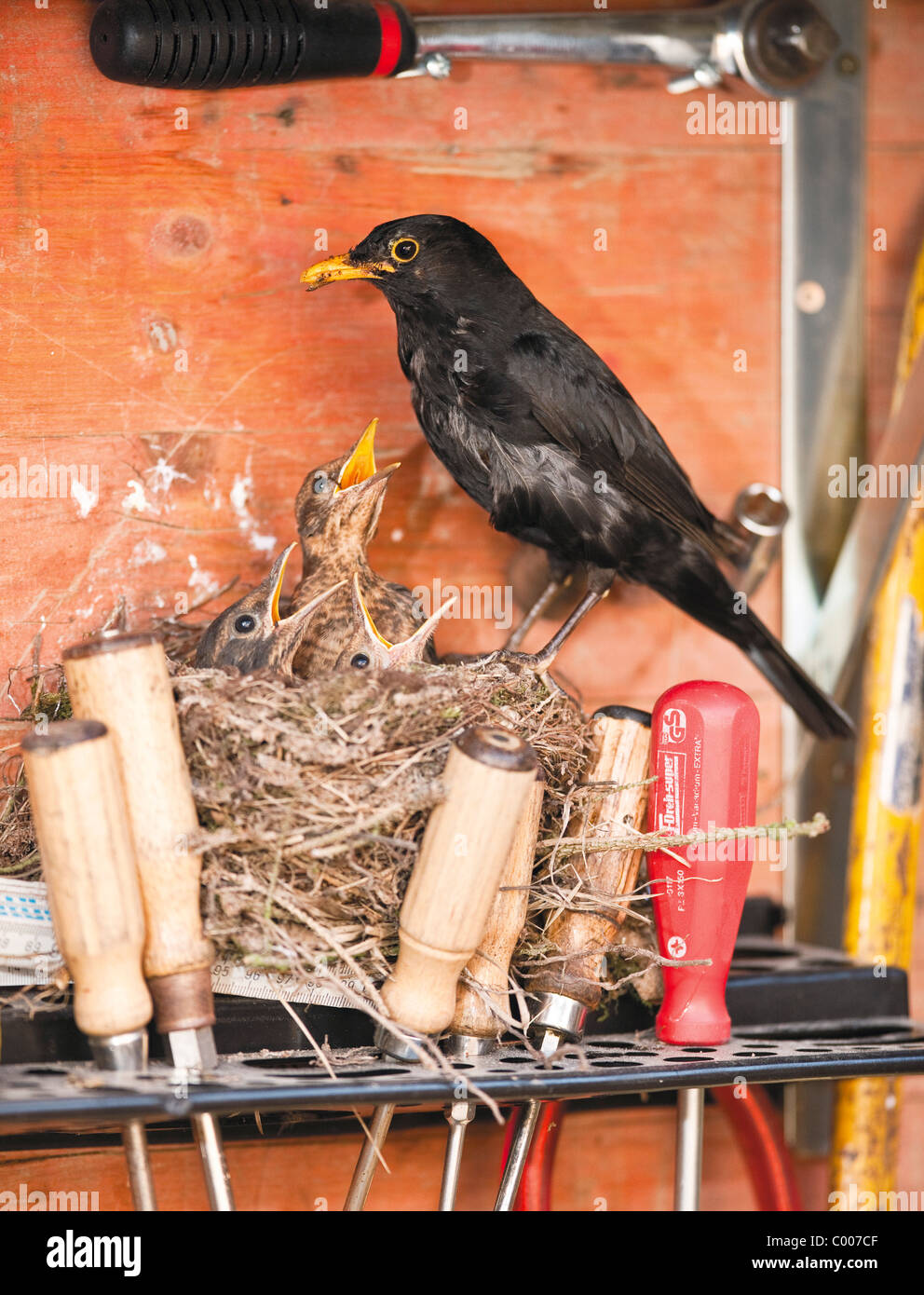 Blackbird (Turdus merula) alimentation des poussins mâles la mendicité au nid dans une boîte à outils. Allemagne Banque D'Images