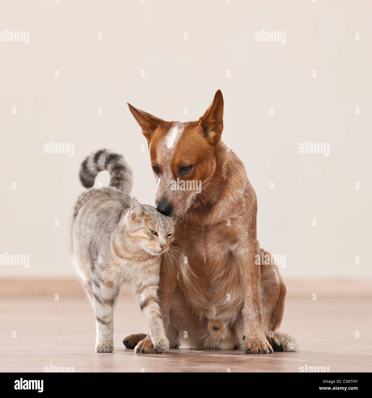 Amitié animal : chat domestique et l'Australian Cattle dog Banque D'Images