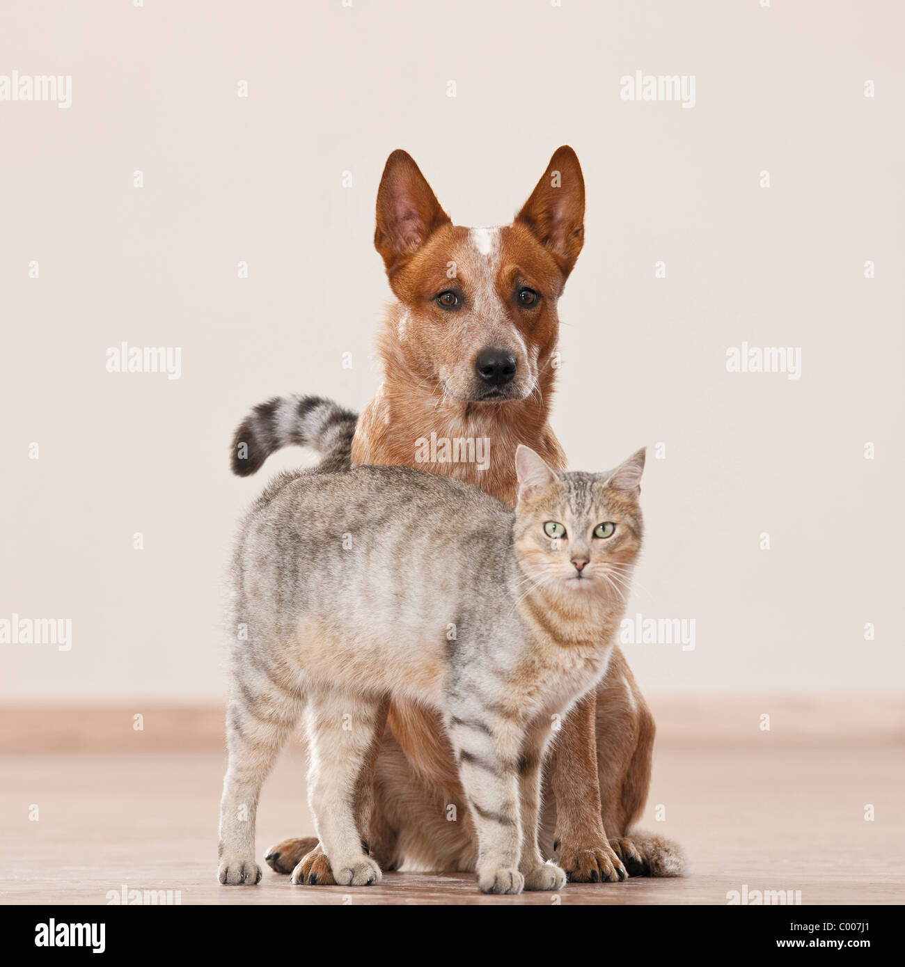 Amitié animal : chat domestique et l'Australian Cattle dog Banque D'Images