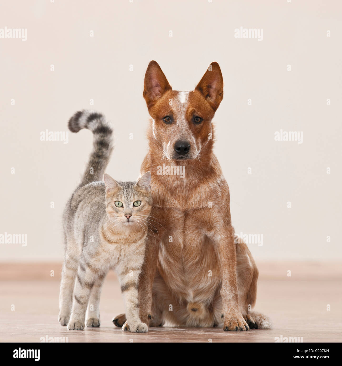 Amitié animal : chat domestique et l'Australian Cattle dog Banque D'Images