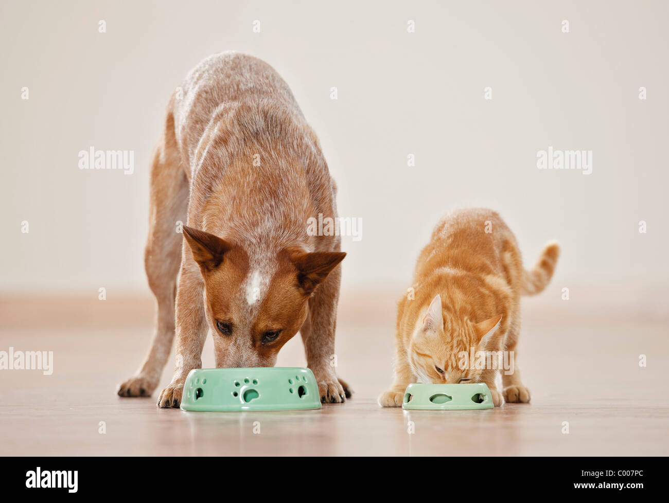 Australian Cattle dog chat domestique et de manger leurs bols d'alimentation Banque D'Images