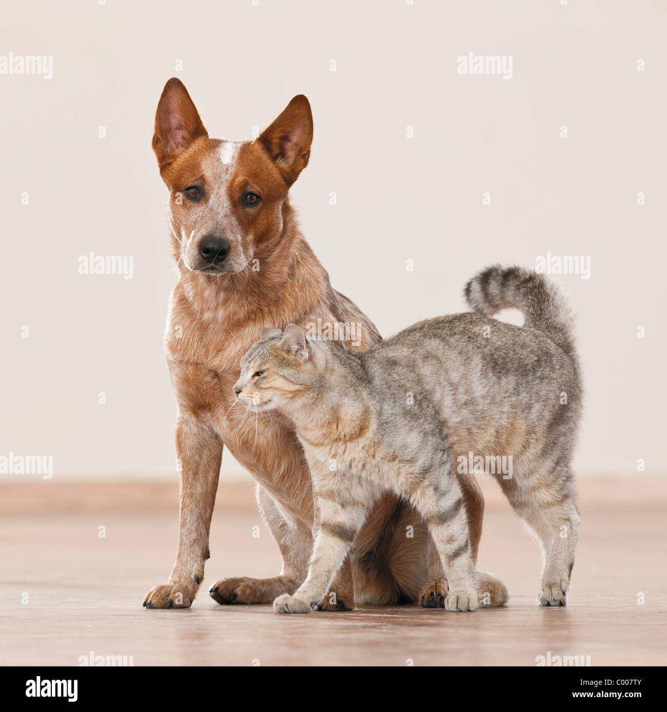 Amitié animal : chat domestique et l'Australian Cattle dog Banque D'Images