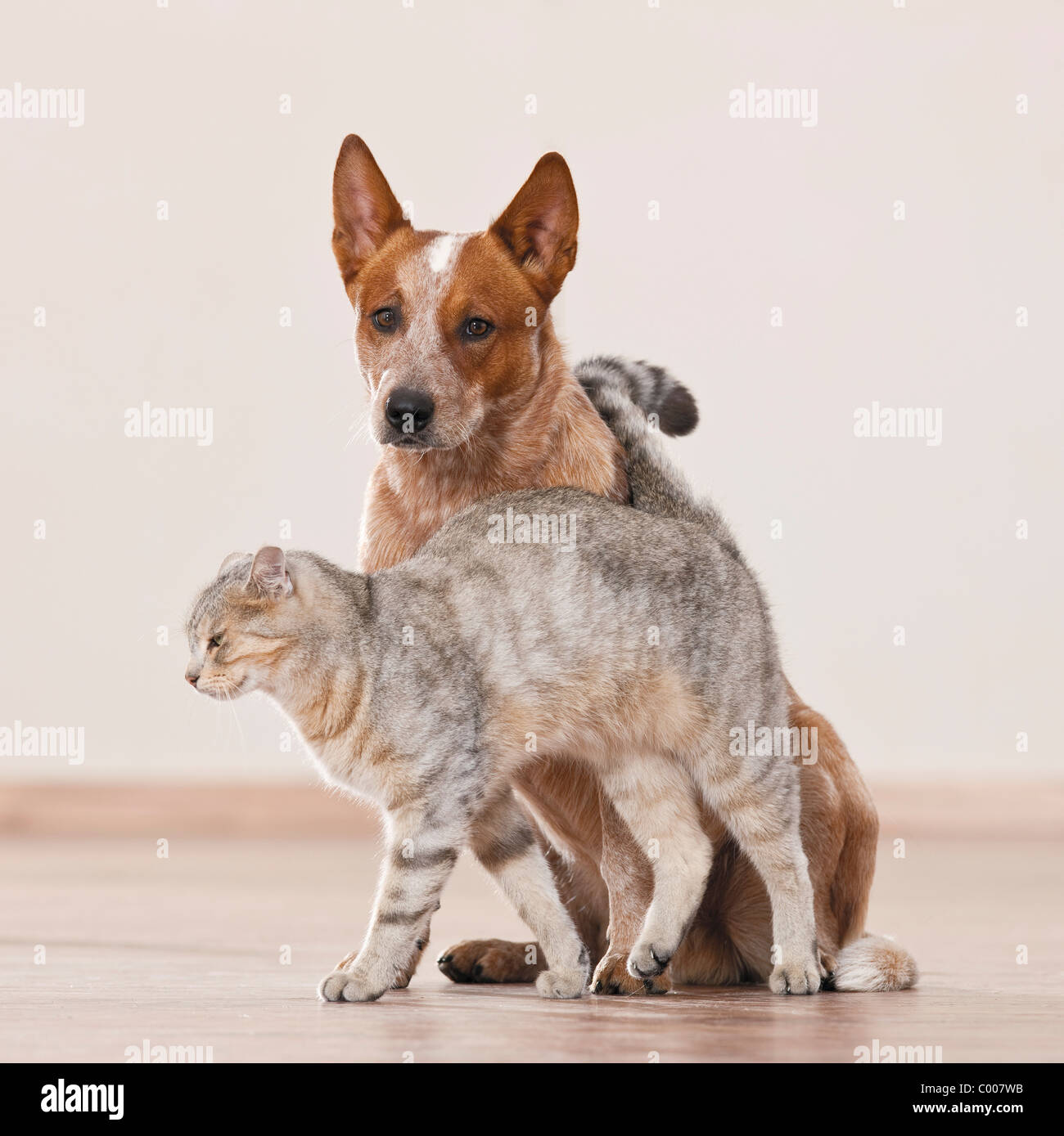 Amitié animal : chat domestique et l'Australian Cattle dog Banque D'Images