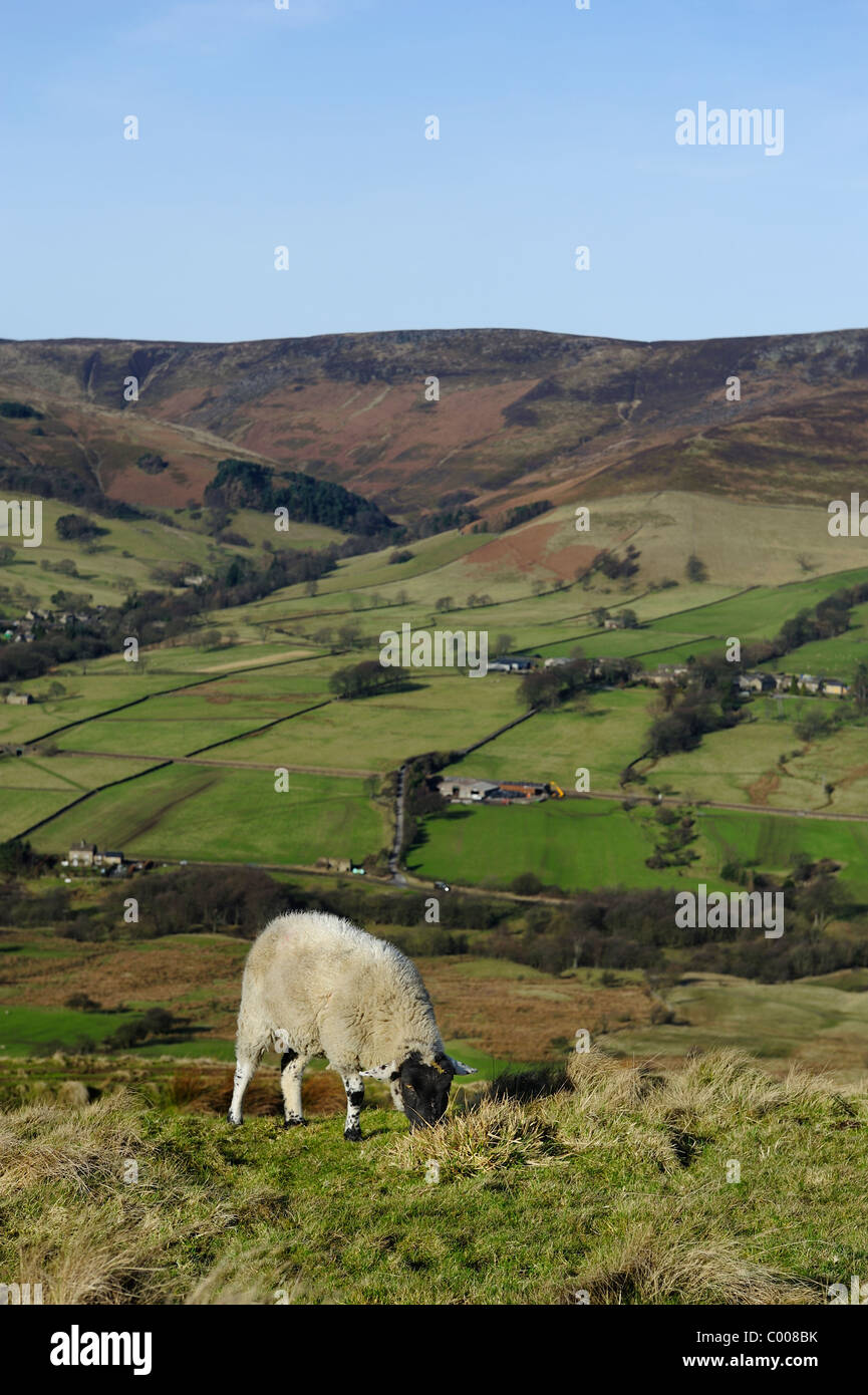 Face noire des moutons paissant en vue de edale derrière elle le Derbyshire, Angleterre, Royaume-Uni Banque D'Images