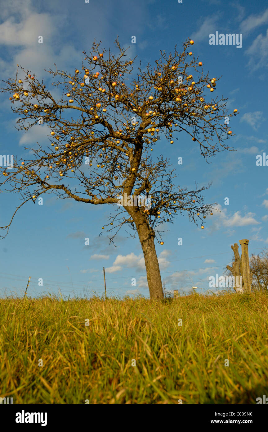 Aepfel am Baum, Malus domestica, Appletree, Ostalbkreis, Baden Wuerttemberg, Deutschland, Allemagne Banque D'Images