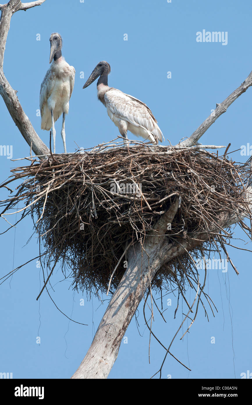 Jabiru - deux oursons dans nid / Jabiru mycteria Banque D'Images