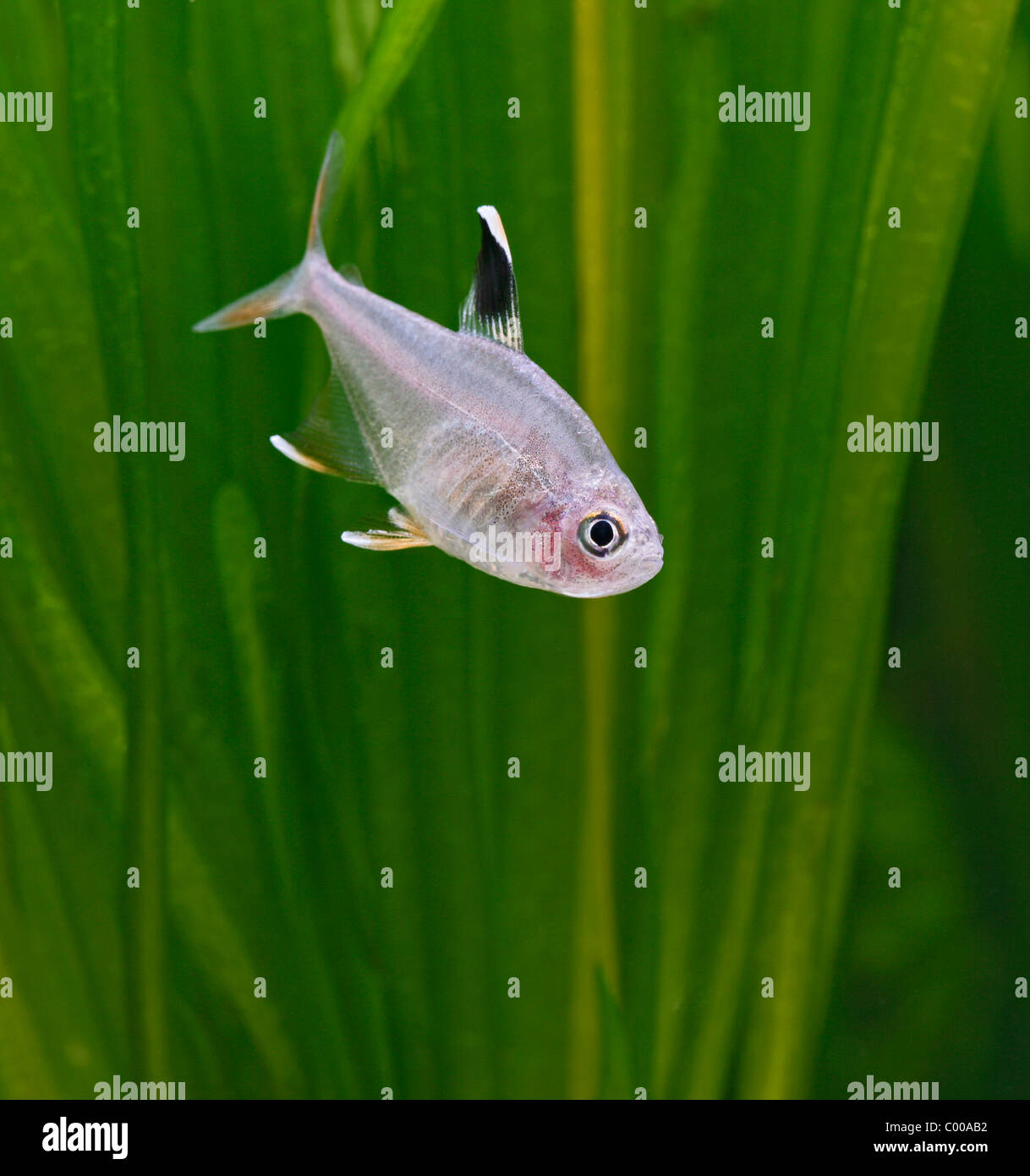 Tetra Hyphessobrycon bentosi rosaceus rose vue avant d'eau douce tropicaux d'Amérique du Sud Banque D'Images