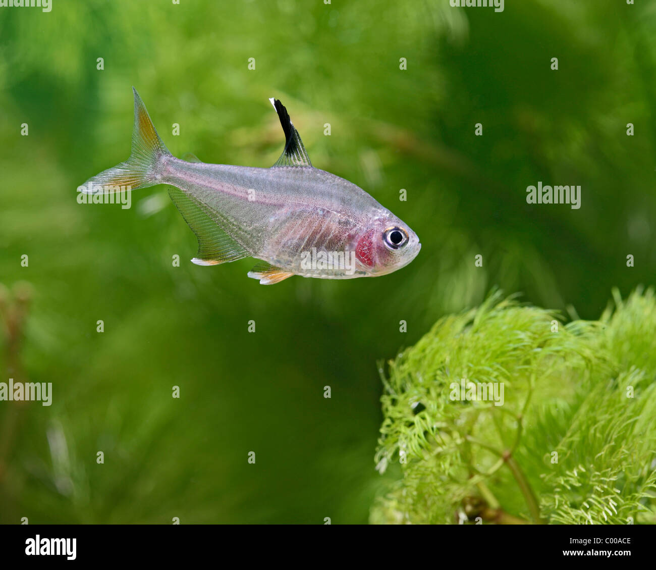 Tetra Hyphessobrycon bentosi rosaceus rose Vue de côté d'eau douce tropicaux d'Amérique du Sud Banque D'Images