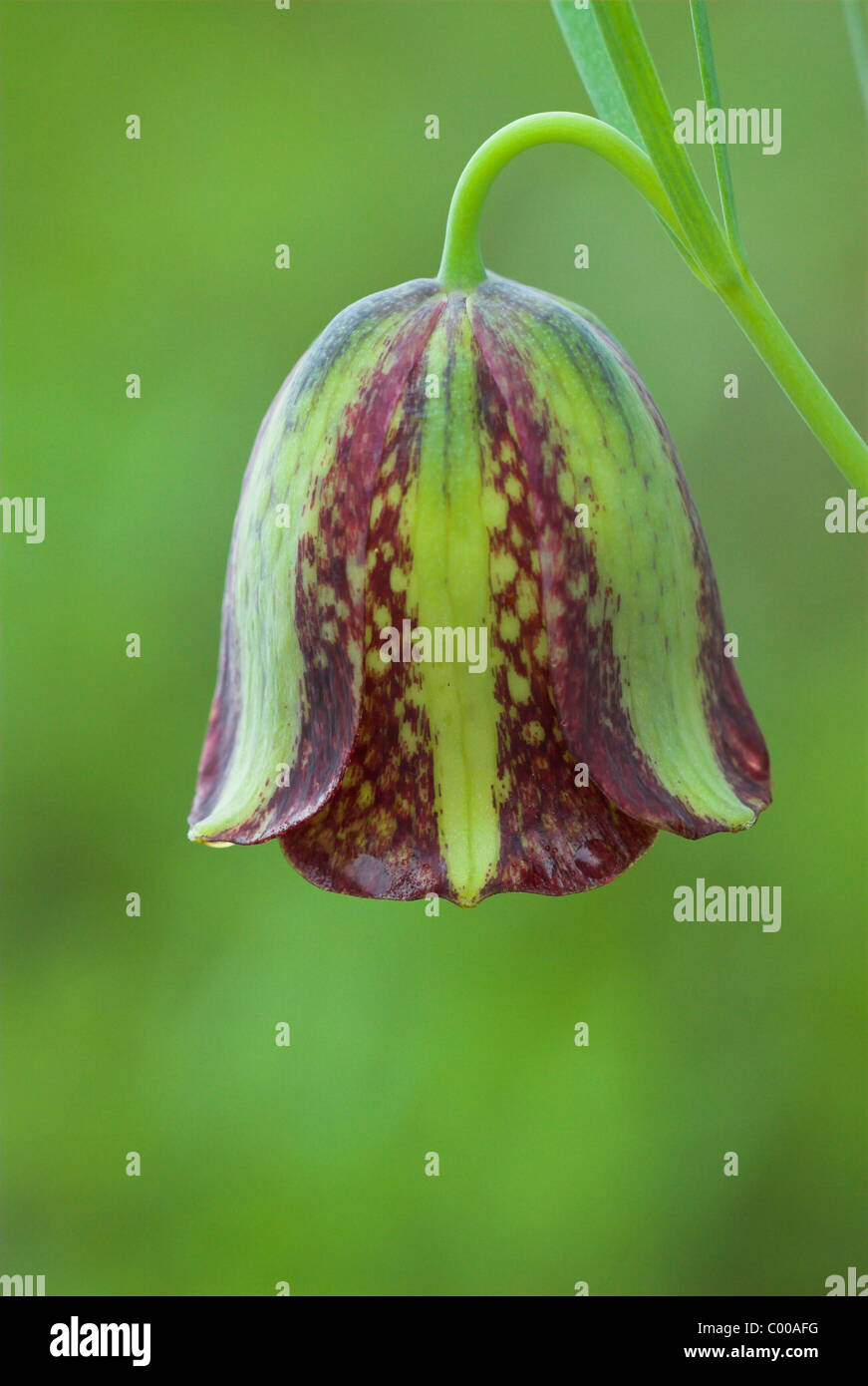 Messiana-Schachblume, Fritillaria messanensis jonquille, à carreaux Banque D'Images