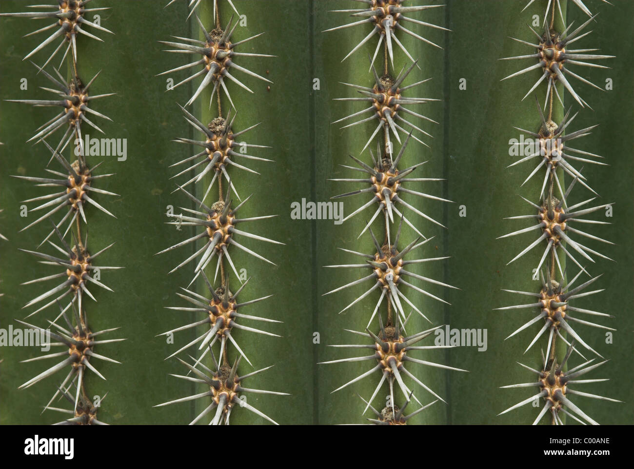 Saeulenkaktus Areolen, parallele Reihen der, Kaktusdornen, Cereus chalybaeus, Cactus, épines Banque D'Images