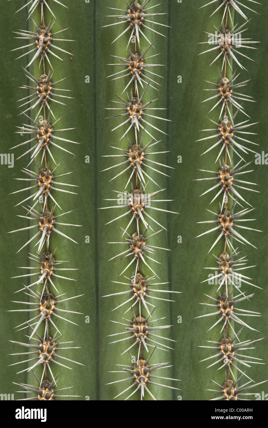 Saeulenkaktus Areolen, parallele Reihen der, Kaktusdornen, Cereus chalybaeus, Cactus, épines Banque D'Images