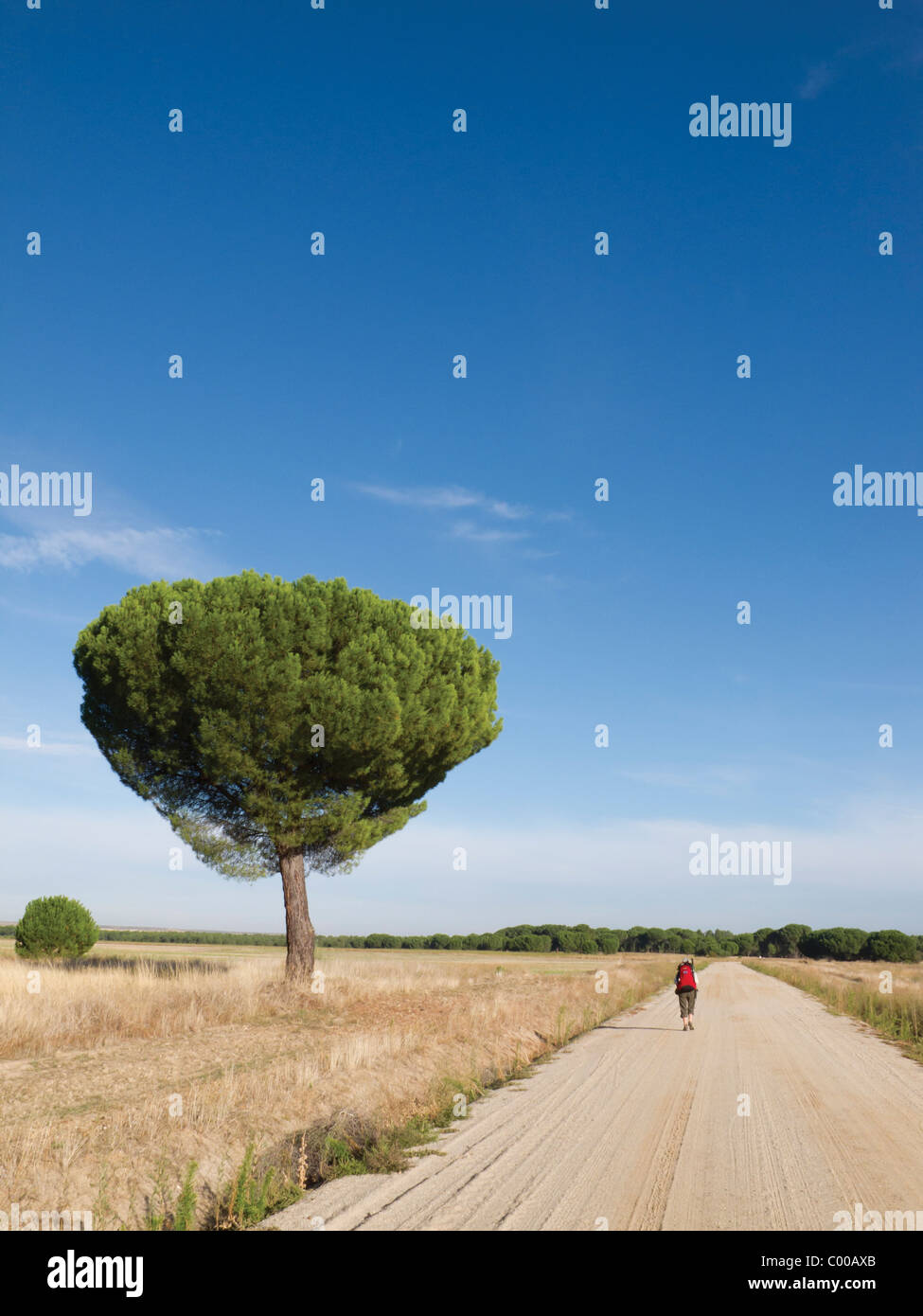 Chemin de Saint Jacques pèlerin marche dans la région de Meseta de Madrid à Santiago de Compostella. Banque D'Images