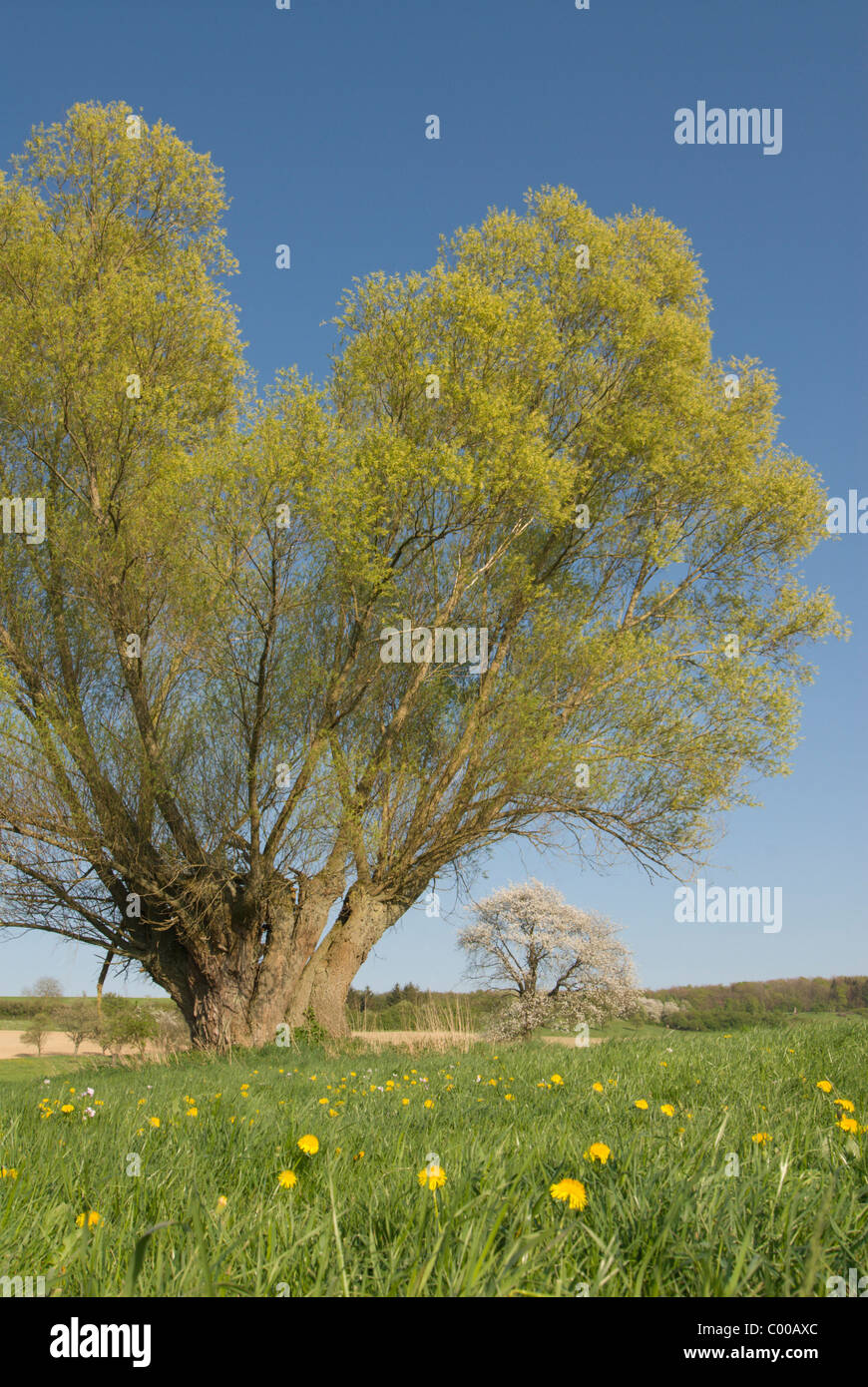 Salix Salix alba sallows silber weide Banque D'Images