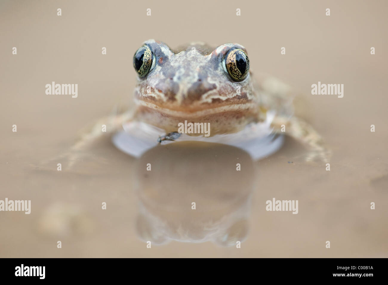 (Europe) [crapaud vert Bufo viridis] Banque D'Images