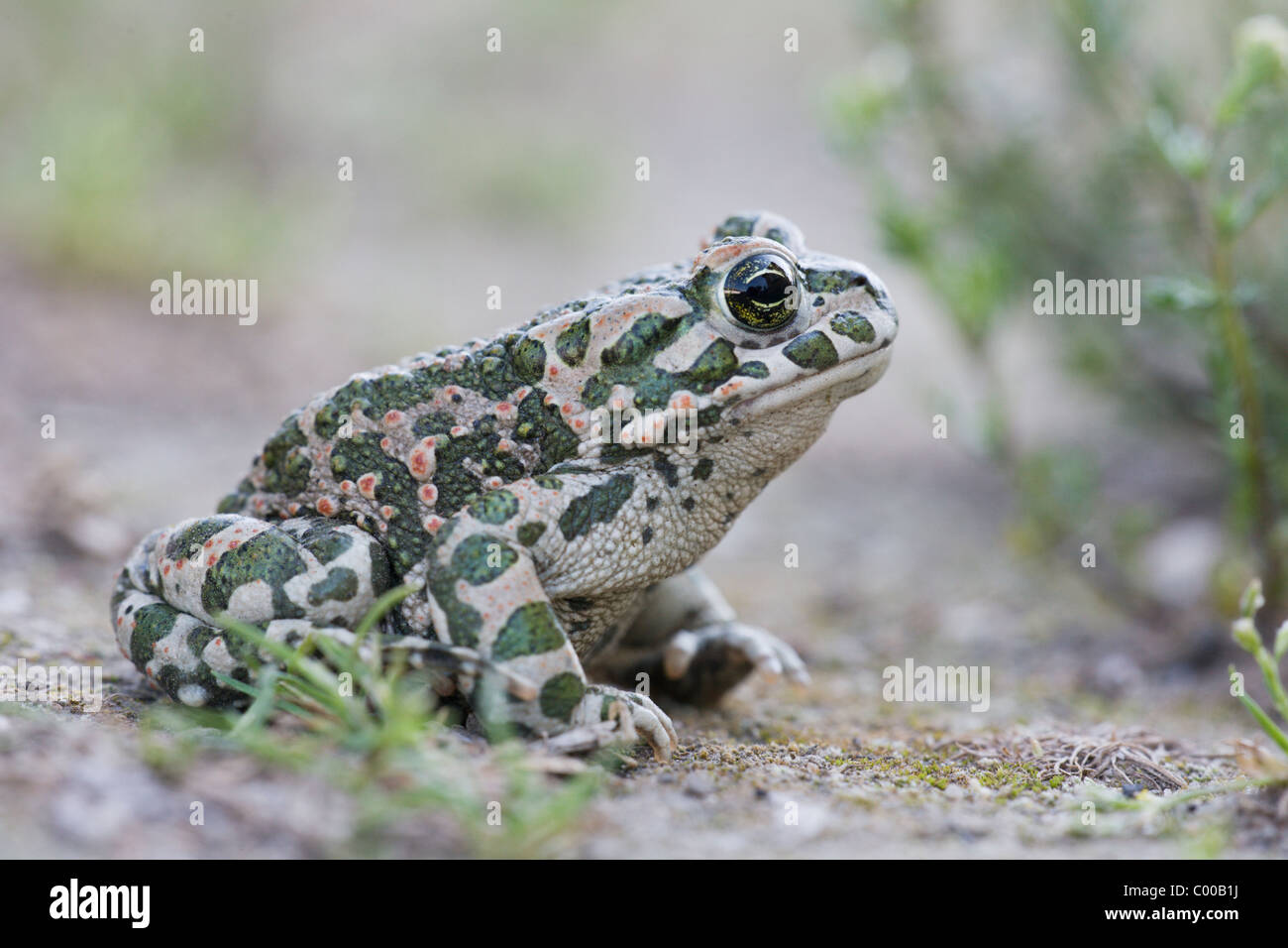 (Europe) [crapaud vert Bufo viridis] Banque D'Images