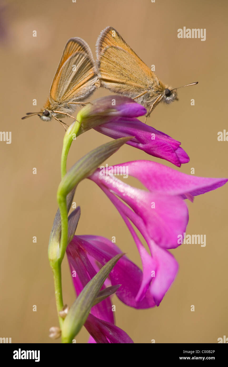 Dickkopffalter, Paarung, Hesperiidae, Skipper, accouplement, Hardtwiesen, Weilheim, Deutschland, Allemagne Banque D'Images