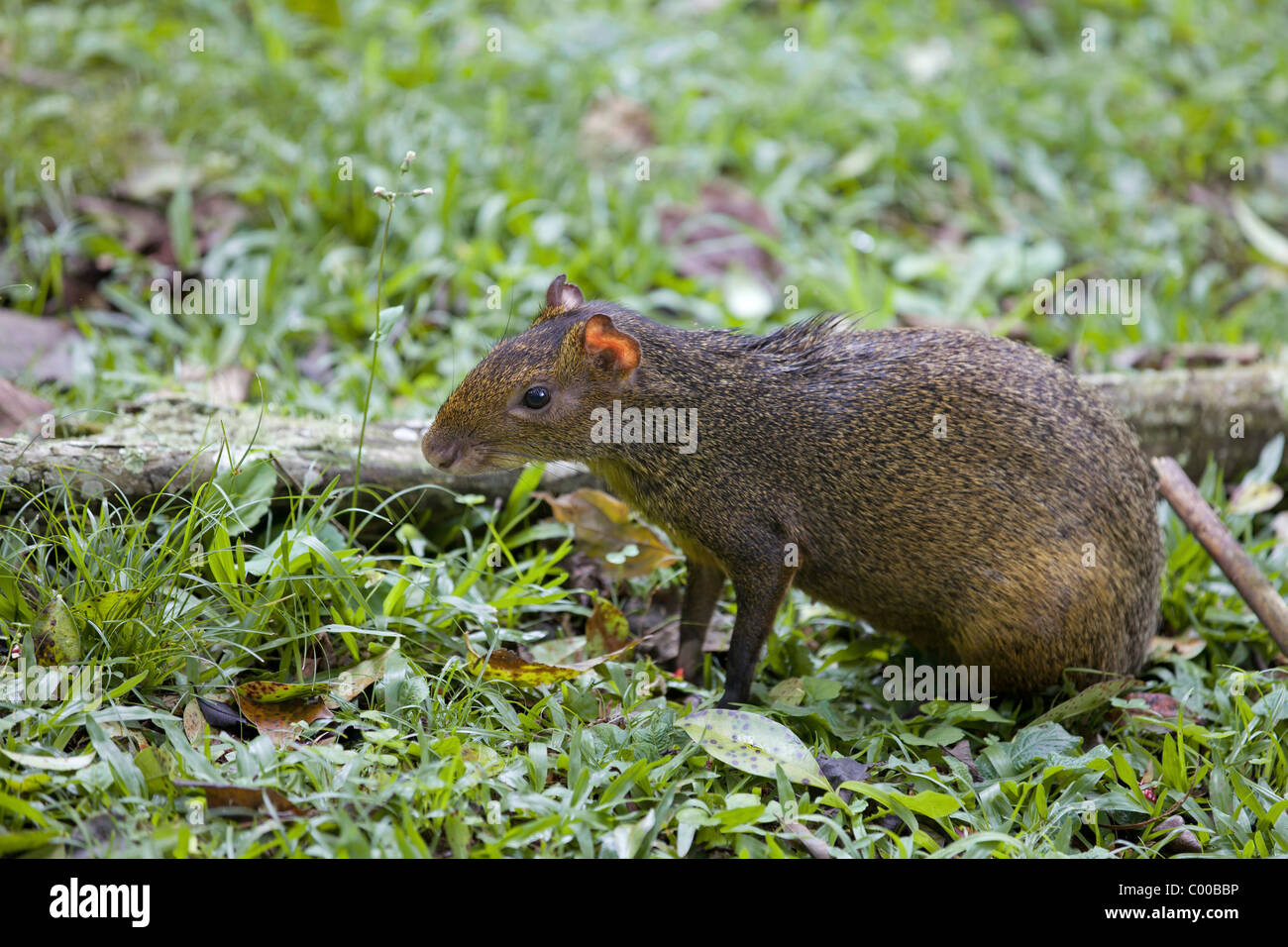 Azara's sur Agouti Dasyprocta azarae / meadow Banque D'Images