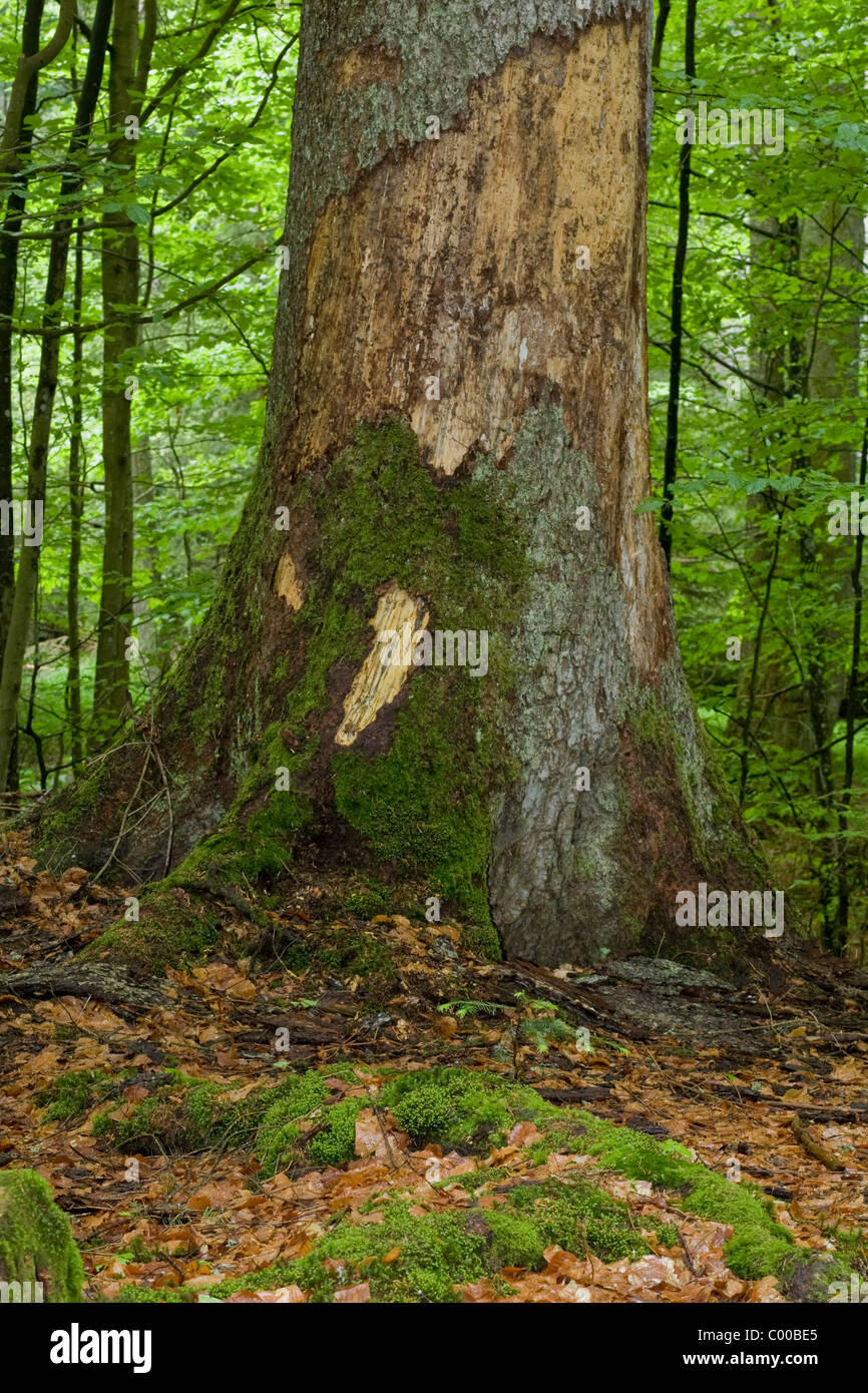 Les racines de la forêt allemande primitive Banque D'Images