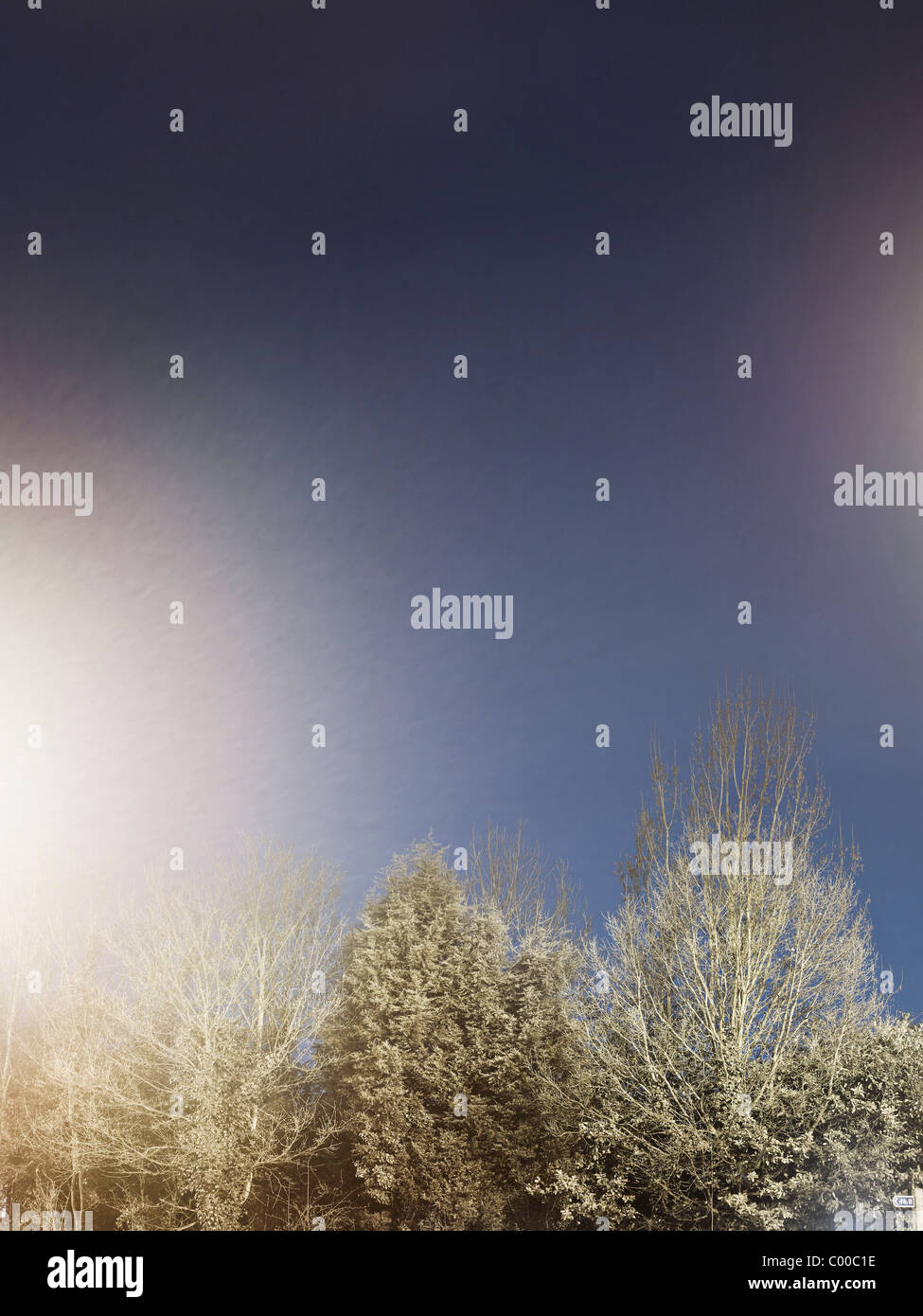 Route et arbres éclairés par des lumières de rue dans la nuit avec un ciel bleu , pris par endroits Banque D'Images