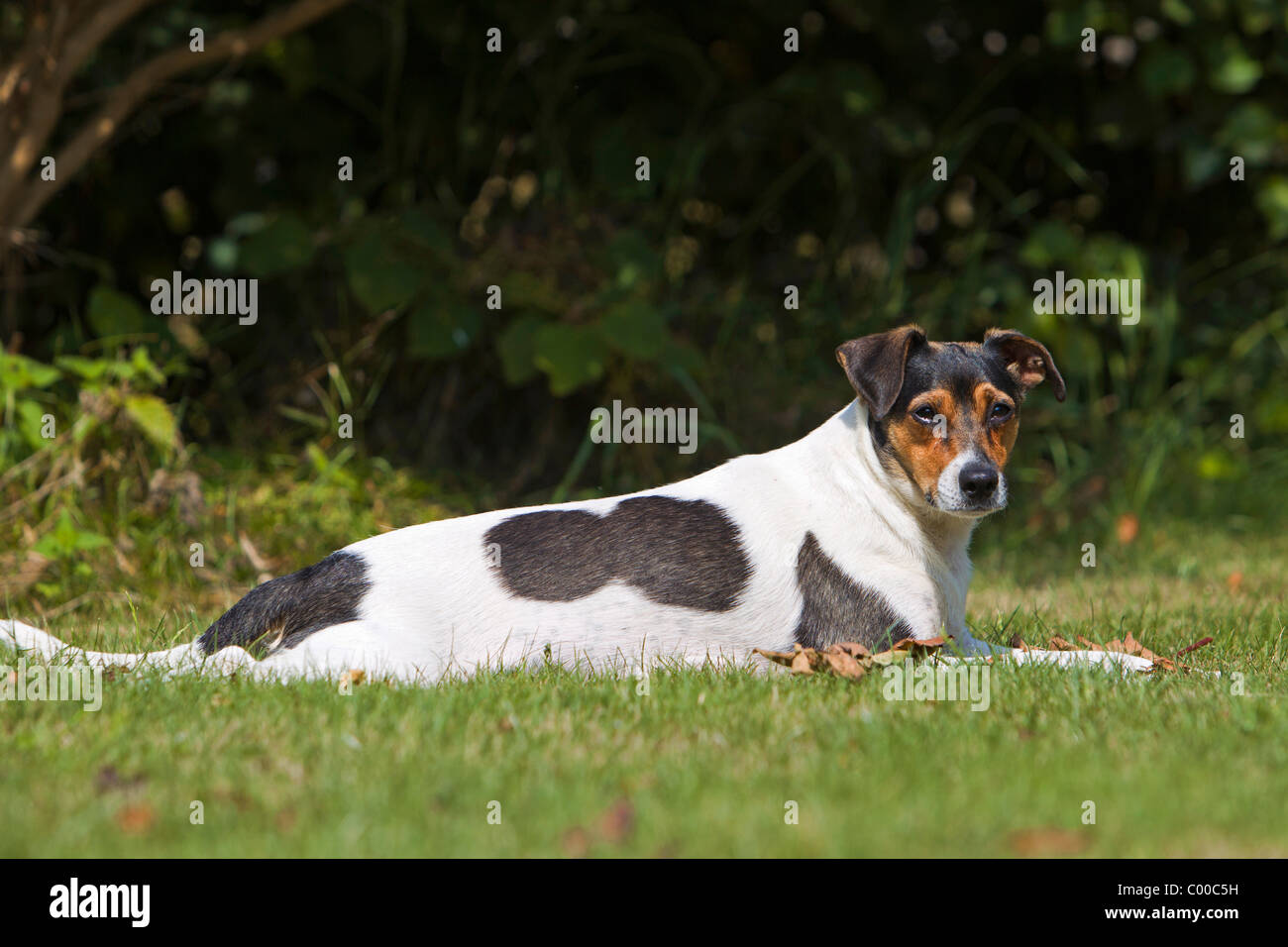 Farmdog danois - suédois couché on meadow Banque D'Images