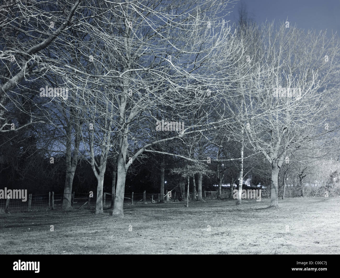 Route et arbres éclairés par des lumières de rue dans la nuit avec un ciel bleu , pris par endroits Banque D'Images