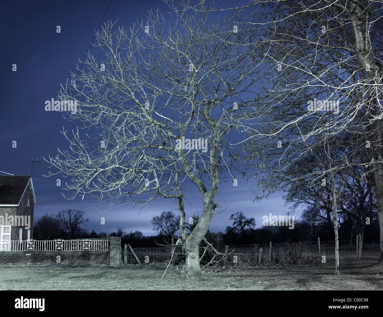 Route et arbres éclairés par des lumières de rue dans la nuit avec un ciel bleu , pris par endroits Banque D'Images