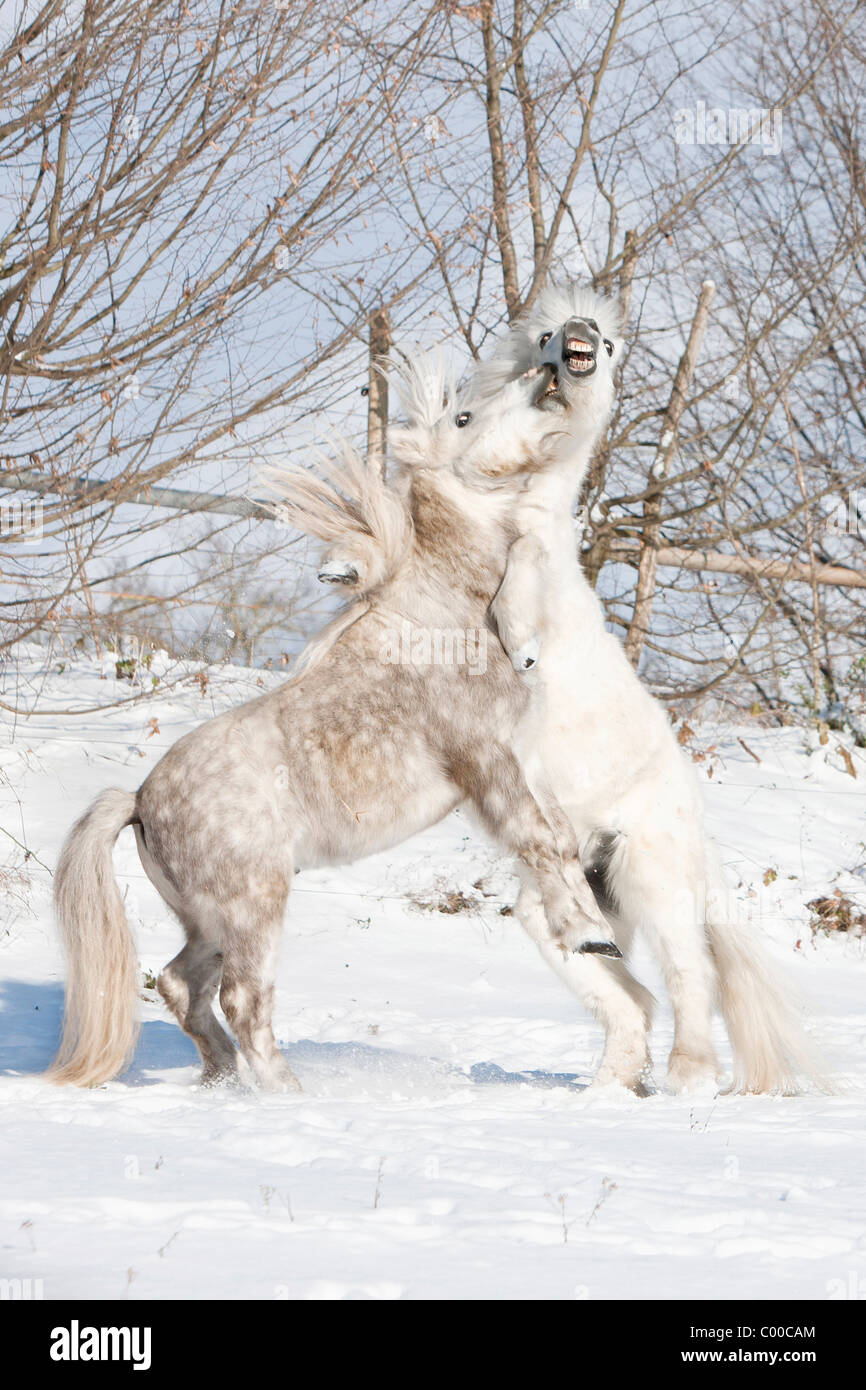 Deux chevaux Shetlandpony - Louie pwerle dans la neige Banque D'Images