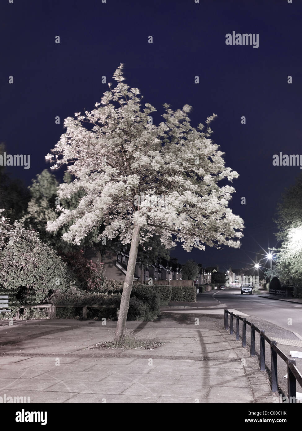 Route et arbres éclairés par des lumières de rue dans la nuit avec un ciel bleu , pris par endroits Banque D'Images