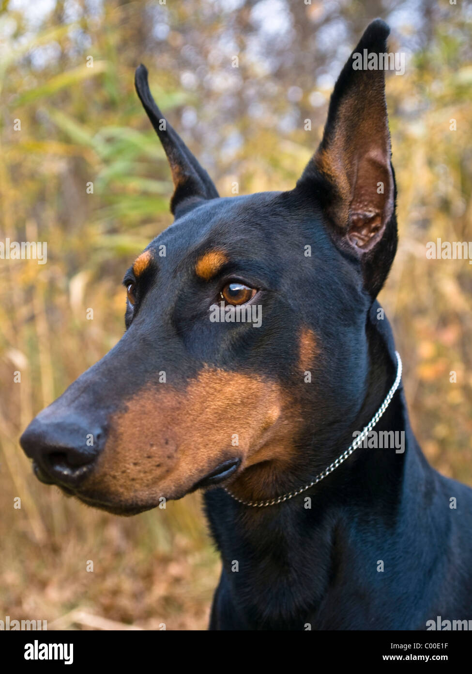 Portrait Dun Beau Noir Et Feu Dobermann Chien Banque D