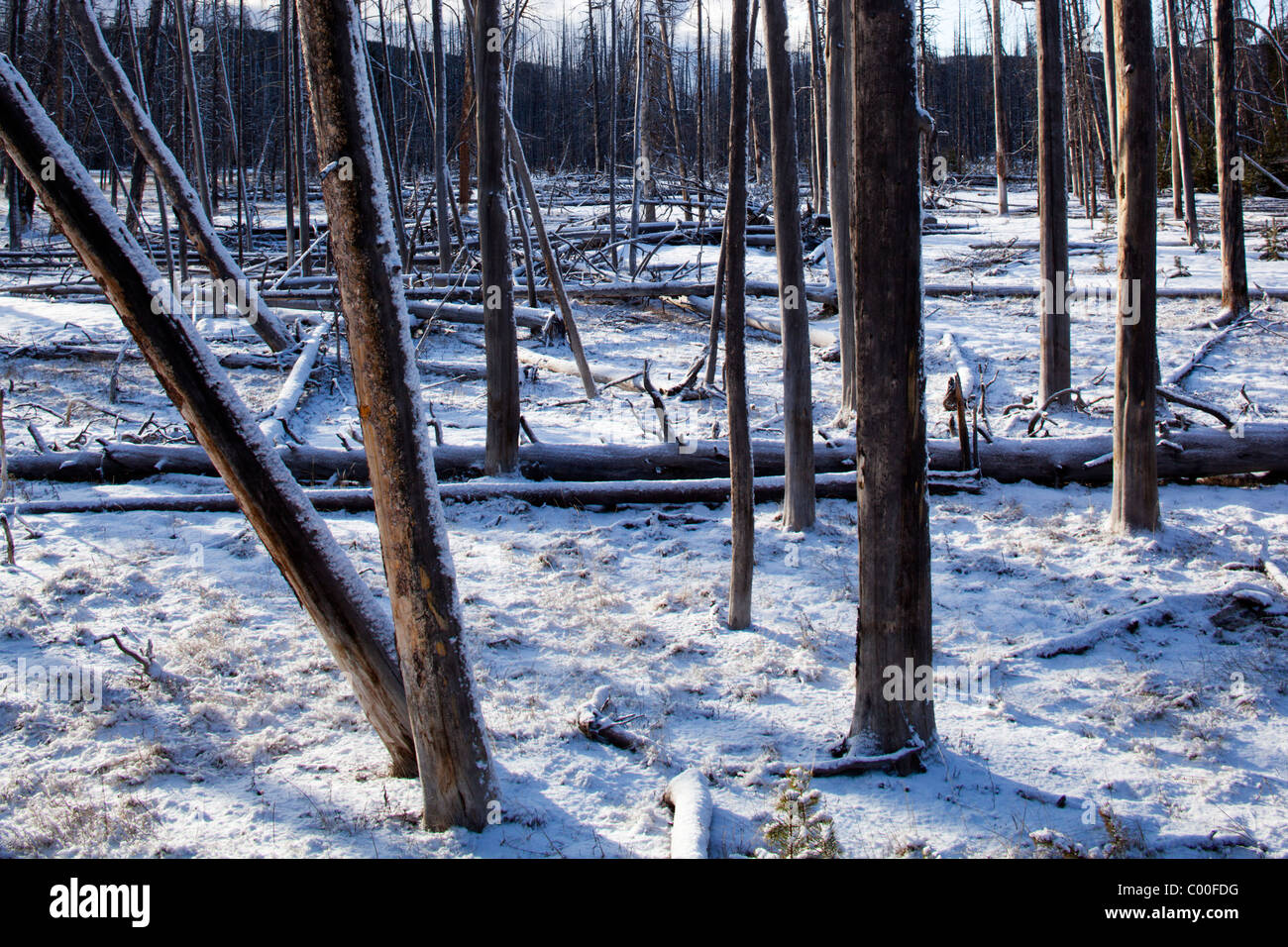 USA, Wyoming, Yellowstone National Park, les arbres morts depuis 1988 feu de forêt encore debout dans la neige au lever du soleil sur le matin de printemps Banque D'Images