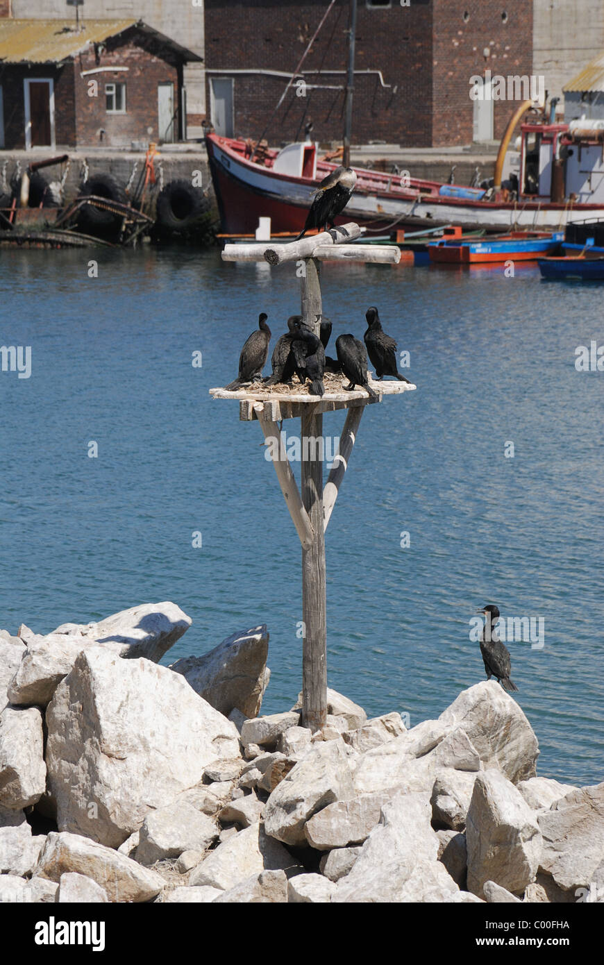 Les cormorans Lamberts Bay Afrique du Sud Banque D'Images