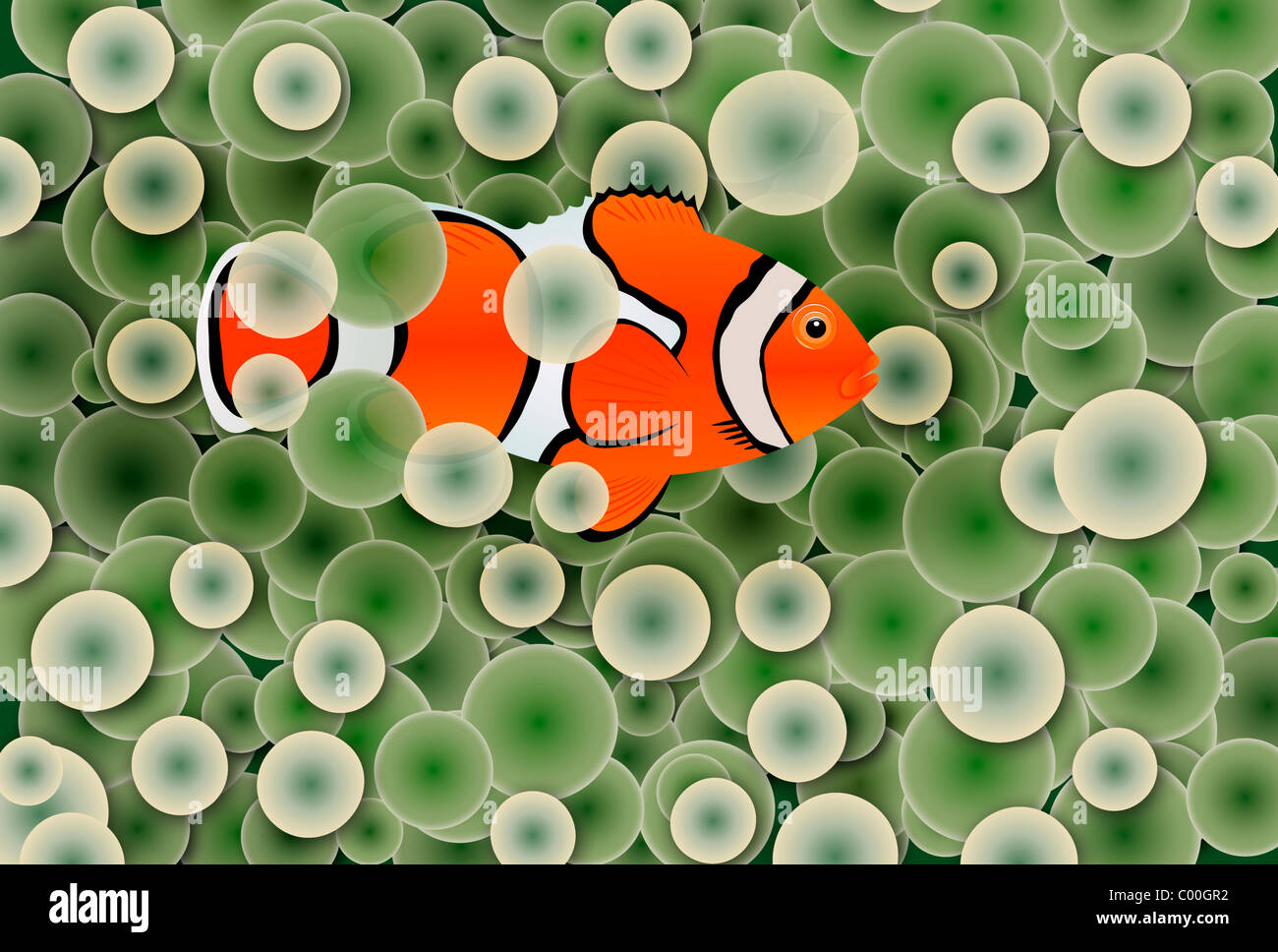 Poisson Clown anémone verte en polypes Banque D'Images Poisson Clown anémone verte en polypes Banque D'Images