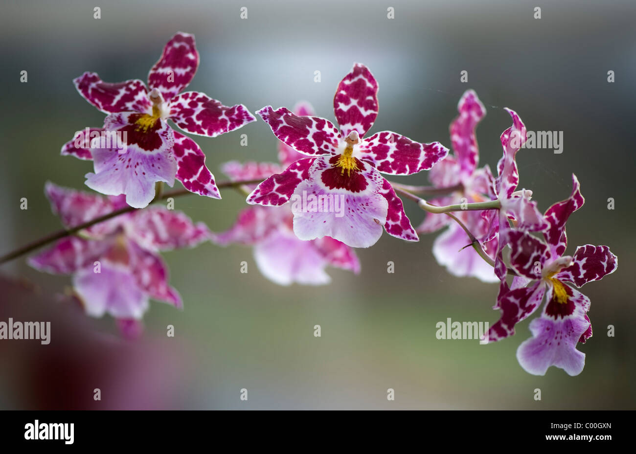 Tiger orchidées - Odontoglossum Banque D'Images