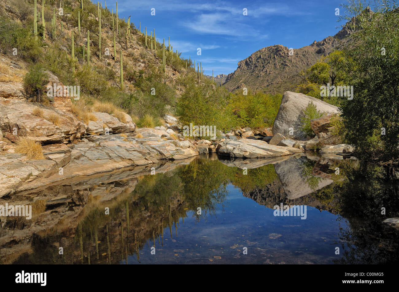 Une vue générale de Sabino Canyon, situé à proximité de Tucson, Arizona, USA. Banque D'Images