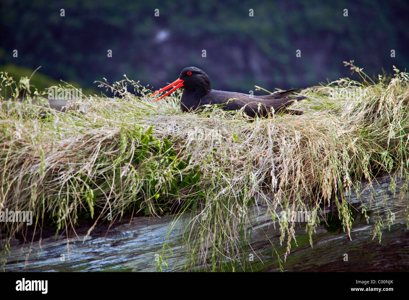 Huîtrier pie (Haematopus ostralegus) en nid d'herbe Banque D'Images